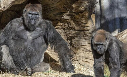 அமெரிக்காவில்  2 கொரில்லாக்களுக்கு கொரோனா தொற்று